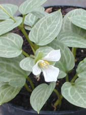 TRILLIUM RIVALE