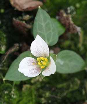 TRILLIUM RIVALE NNS 04-460