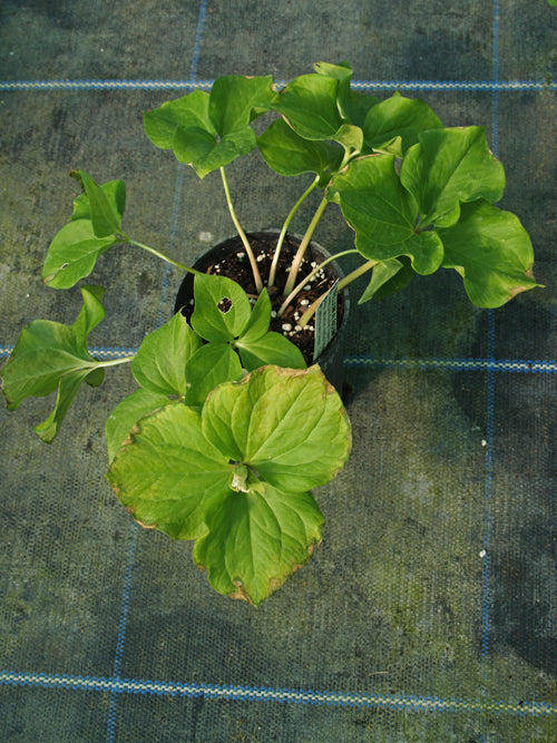 TRILLIUM ALBIDUM JCA 1.919.520