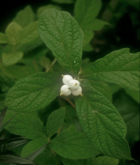 TRIOSTEUM PINNATAFIDUM