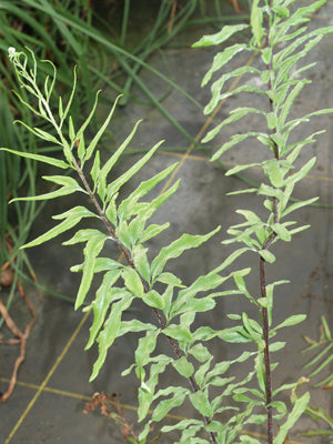 PITYROGRAMMA TRIFOLIATA