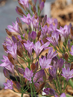 TRITELEIA '4U'