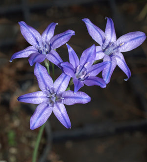 TRITELEIA LAXA var.LAXA NNS 00-742