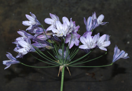 TRITELEIA BRIDGESII NNS 00-731