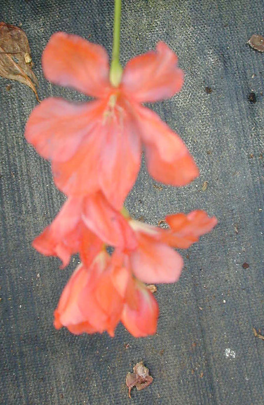 TRITONIA CROCATA 'TANGERINE'