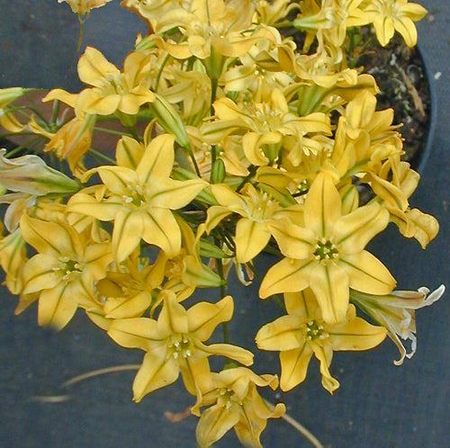TRITELEIA CROCEA var.CROCEA NNS 00-734
