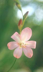 TRITONIA DISTICHA var.RUBROLUCENS