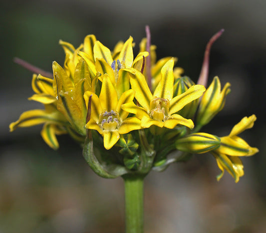 TRITELEIA DUDLEYI NNS 01-401