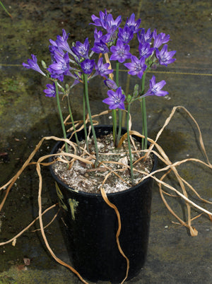 TRITELEIA LAXA 'DEXTER'