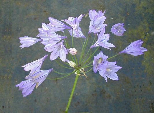 TRITELEIA LAXA seedlings from 'GIANT LAVENDER'