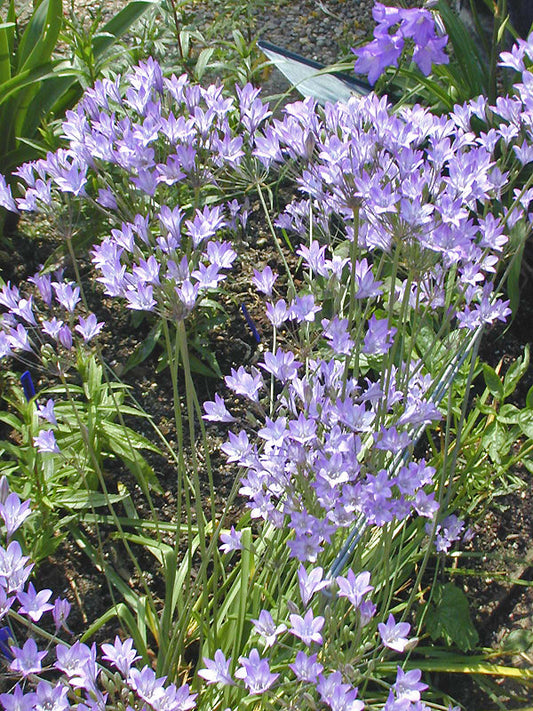 TRITELEIA GRANDIFLORA