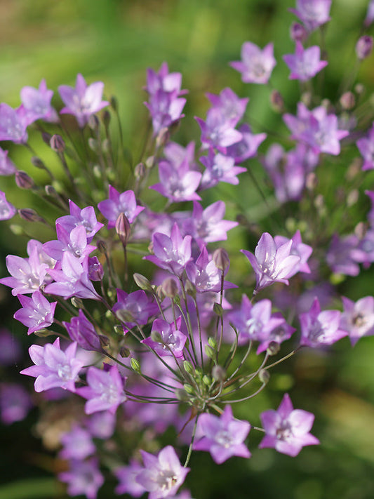TRITELEIA LAXA 'HUMBOLDT STAR'