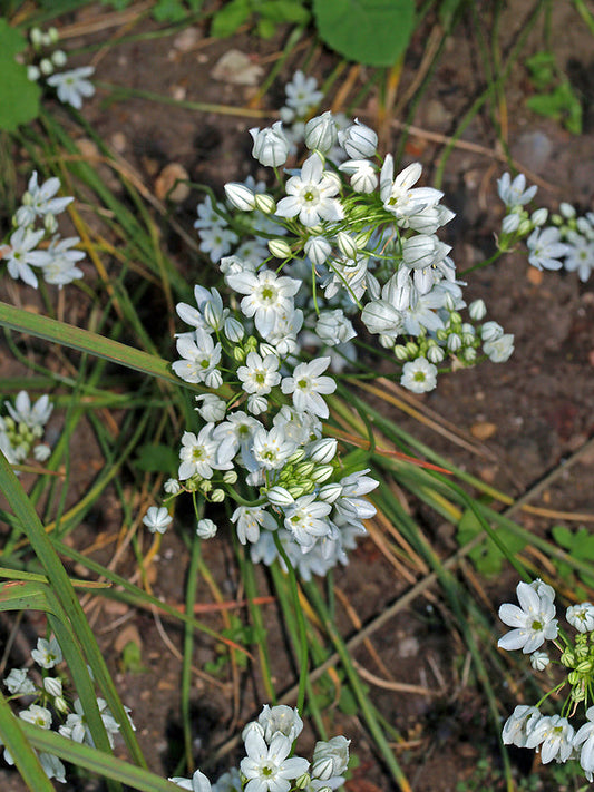 TRITELEIA HYACINTHINA