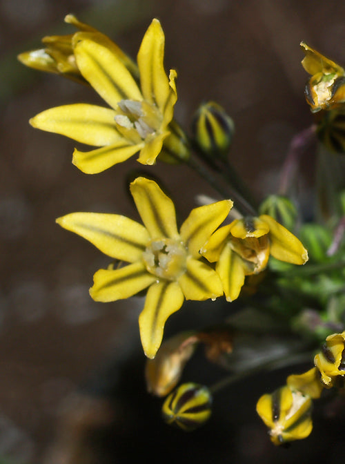 TRITELEIA IXIODES subsp.ANALINA NNS 95-537