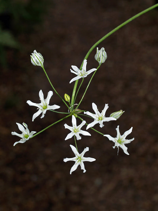 TRITELEIA LILACINA NNS 00-745