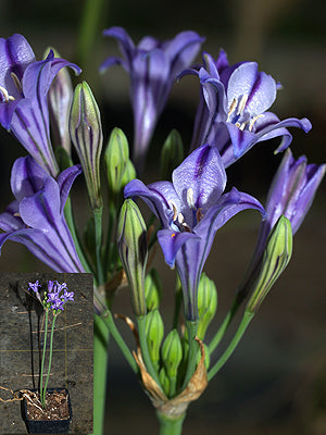 TRITELEIA LAXA var.NIMEA JCA 1.926.860