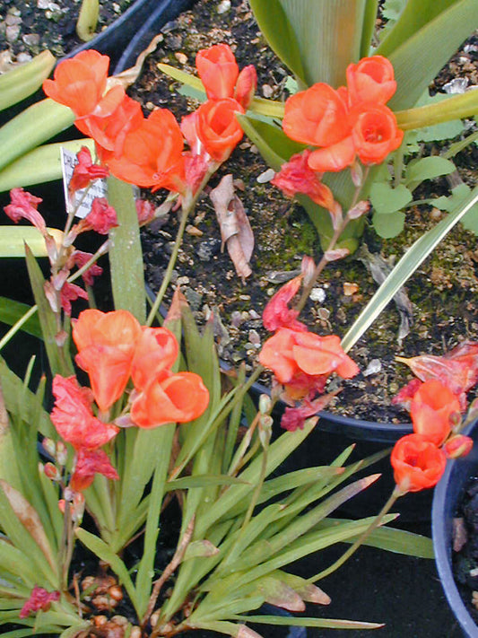 TRITONIA CROCATA 'PRINCESS BEATRIX'