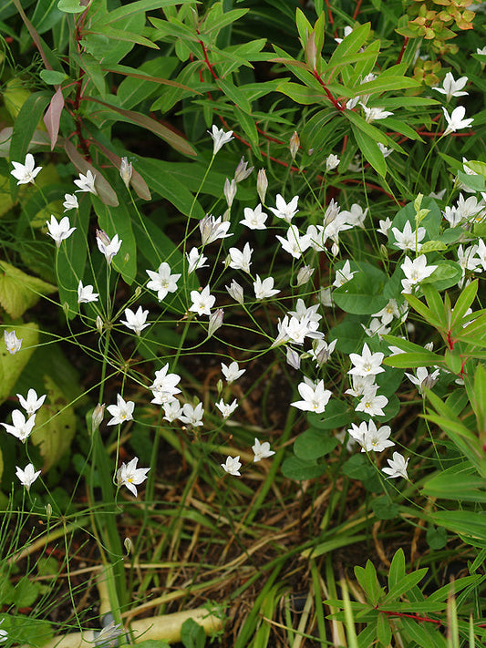 TRITELEIA PEDUNCULARIS