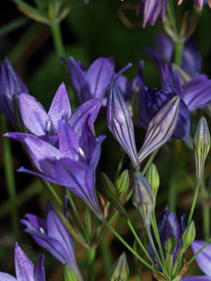 TRITELEIA LAXA 'KONINGIN FABIOLA'
