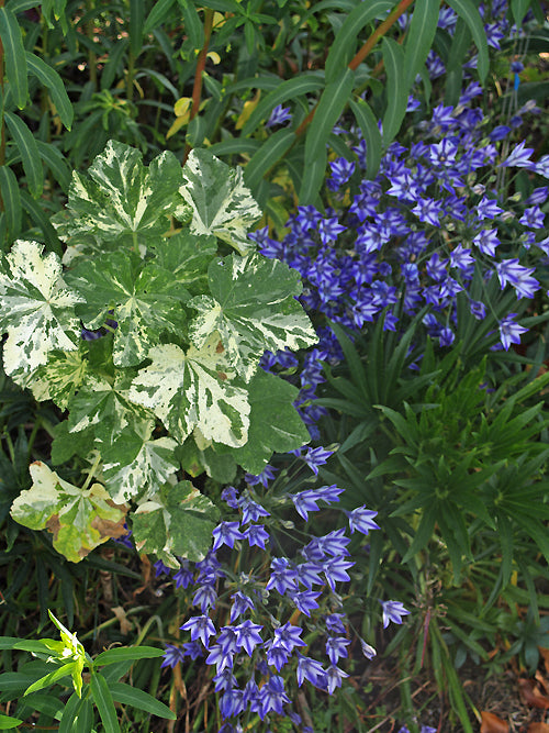 TRITELEIA 'RUDY'