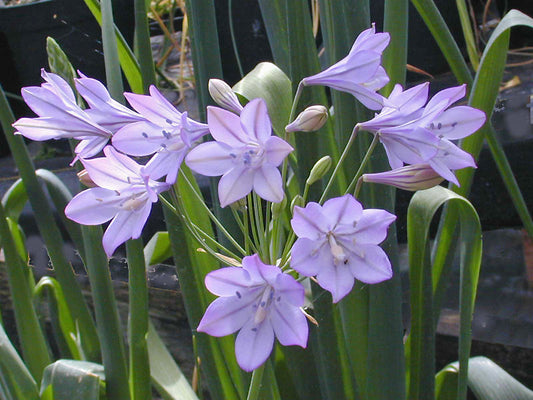 TRITELEIA LAXA 'SIERRA GIANT'