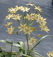 TRITELEIA IXIOIDES 'STARLIGHT'