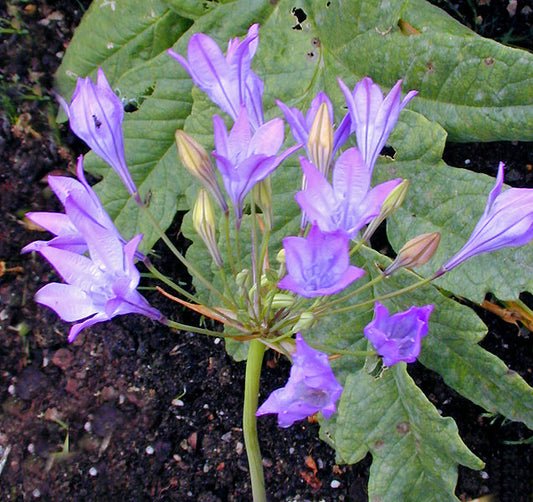 TRITELEIA LAXA var.TRACYI NNS 00-744