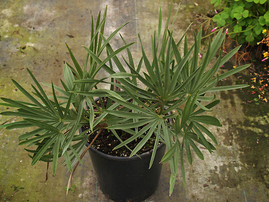 TRITHRINAX CAMPESTRIS