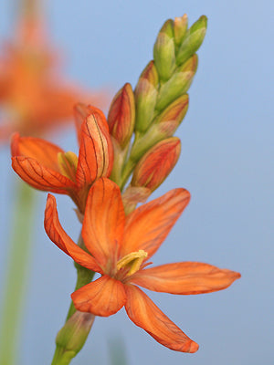 TRITONIA CROCATA