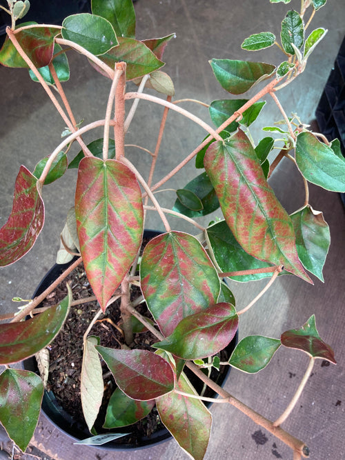 TROCHETIOPIS EBENUS R20080221