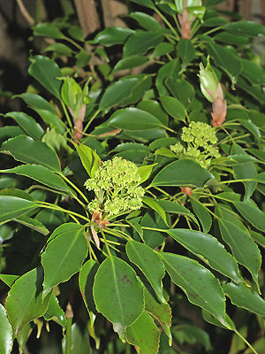 TROCHODENDRON ARALIOIDES