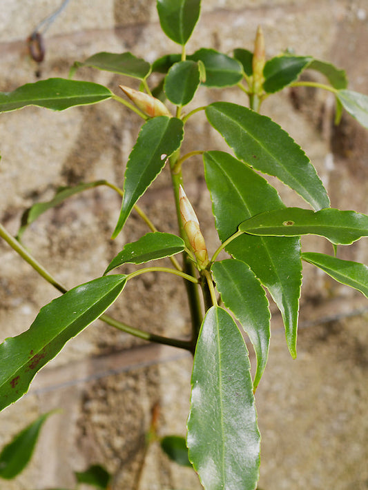 TROCHODENDRON ARALOIDES RWJ 9845