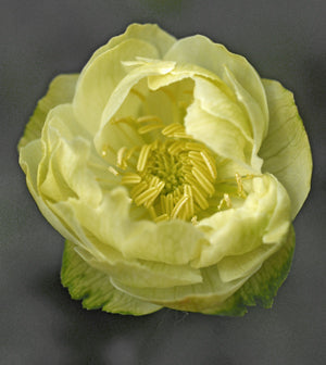 TROLLIUS x CULTORUM 'ALABASTER'