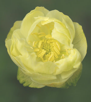 TROLLIUS x CULTORUM 'CHEDDAR'