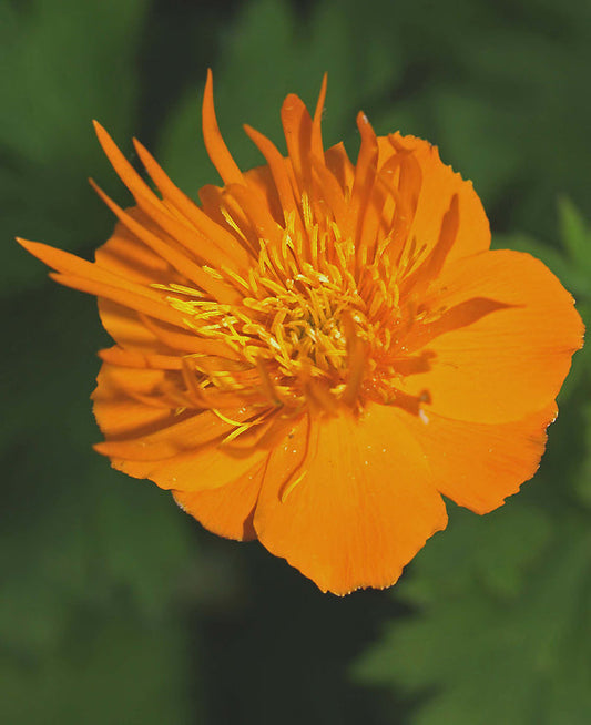 TROLLIUS CHINENSIS 'GOLDEN QUEEN'