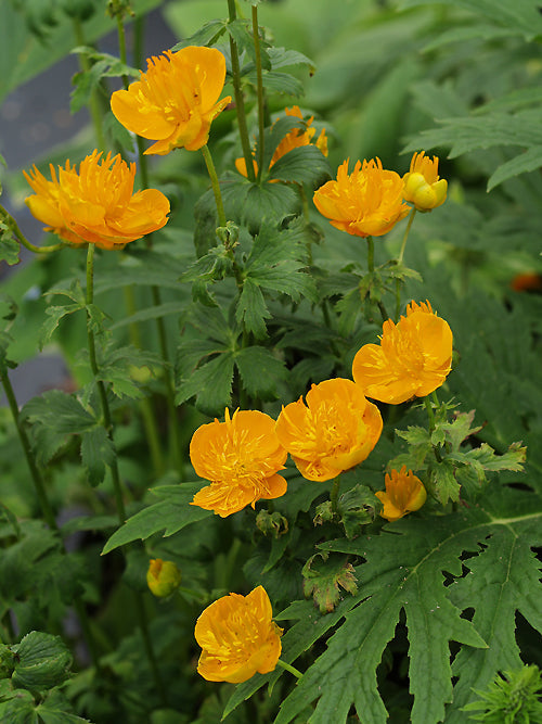 TROLLIUS IRCUTICUS