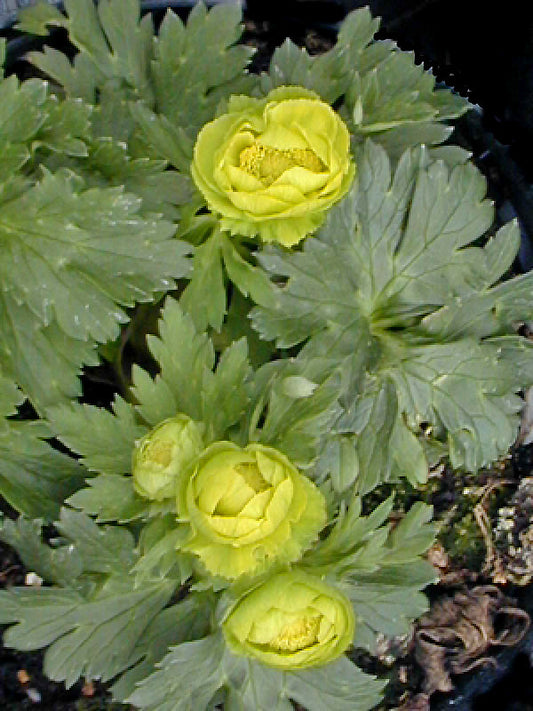 TROLLIUS x CULTORUM 'LEPRECHAUN'