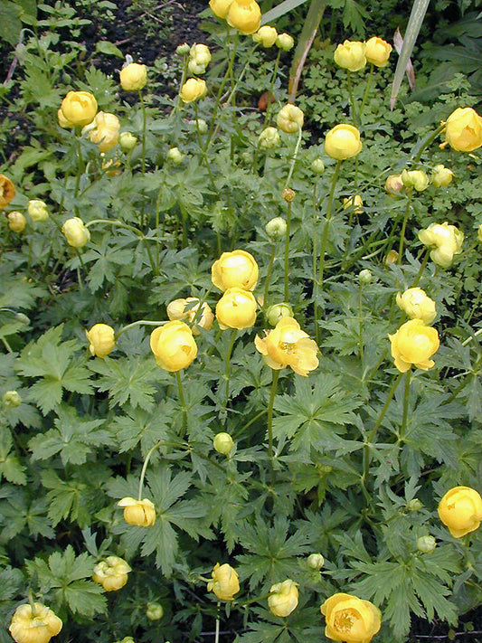 TROLLIUS x CULTORUM 'T.SMITH'