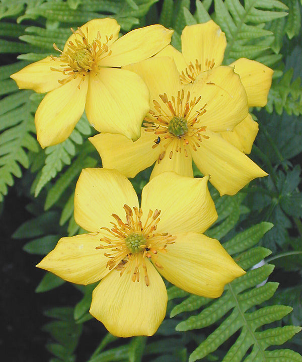 TROLLIUS YUNNANENSIS ACE1882