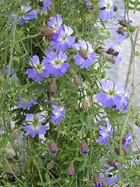 TROPAEOLUM AZUREUM F&W 8667