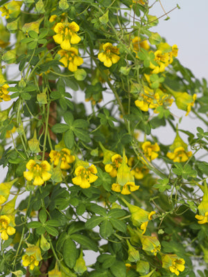 TROPAEOLUM BRACHYCERAS