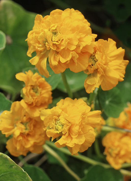 TROPAEOLUM MAJUS 'DARJEELING DOUBLE'
