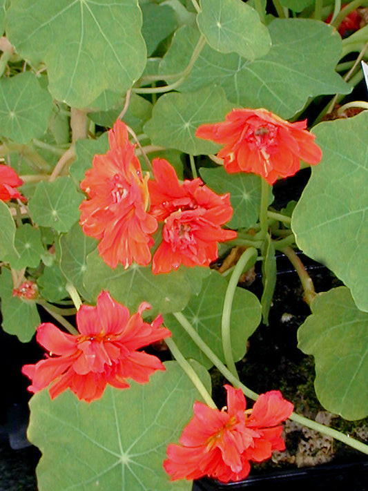 TROPAEOLUM MAJUS 'HERMINE GRASHOFF'