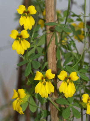 TROPAEOLUM HOOKERIANUM subsp.PILOSUM