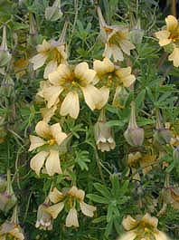 TROPAEOLUM KINGII F&W 8678