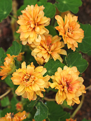 TROPAEOLUM MAJUS 'MARGARET LONG'