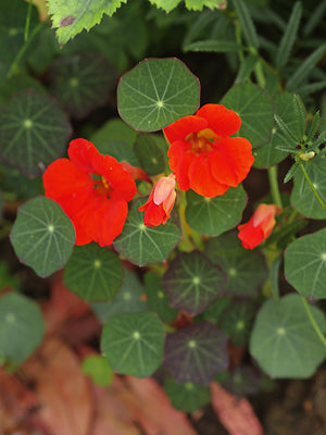 TROPAEOLUM MAJUS 'PRINCESS OF INDIA'