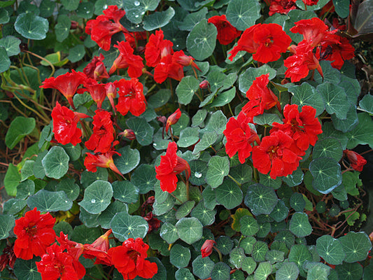 TROPAEOLUM MAJUS 'RED WONDER'