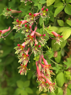 TROPAEOLUM PENTAPHYLLUM