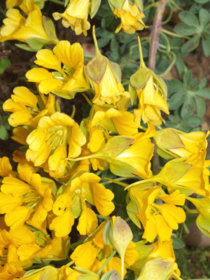 TROPAEOLUM POLYPHYLLUM